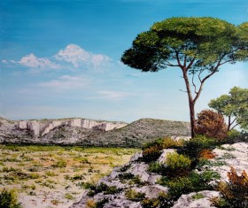Pinède dans les calanques