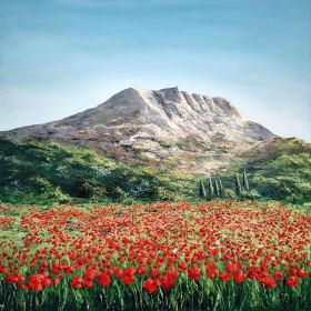 Les-coquelicots-sauvages