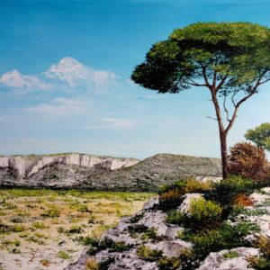 Pinède dans les calanques
